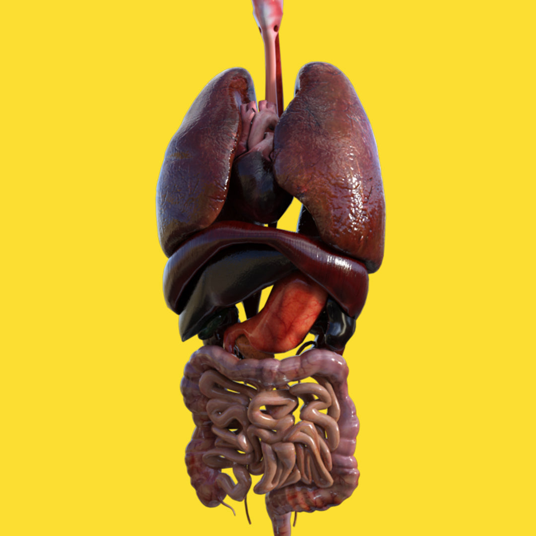 Santé des organes
